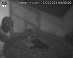 Capi_Dubne_20250503_045502.jpg