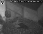Capi_Dubne_20250503_050003.jpg