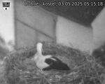 Capi_Dubne_20250503_051518.jpg