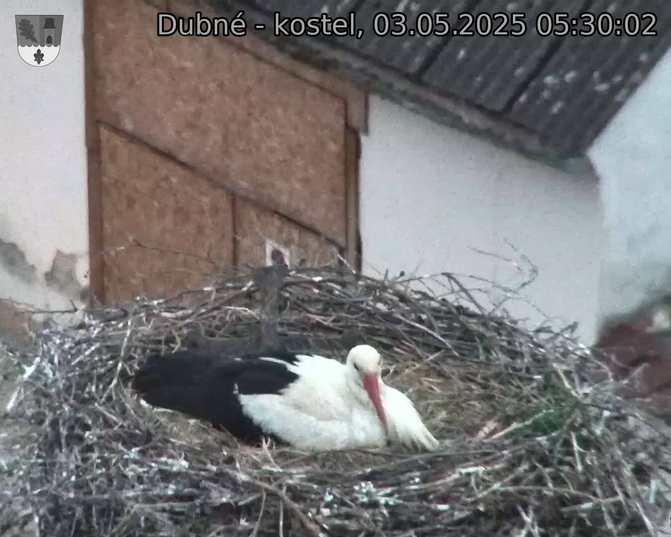 Capi_Dubne_20250503_053002.jpg (1350 x 1080)