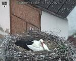 Capi_Dubne_20250503_053002.jpg