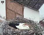 Capi_Dubne_20250503_053502.jpg