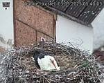Capi_Dubne_20250503_054003.jpg