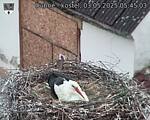 Capi_Dubne_20250503_054503.jpg