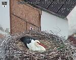 Capi_Dubne_20250503_055002.jpg