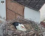 Capi_Dubne_20250503_055503.jpg