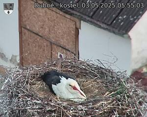 Capi_Dubne_20250503_055503.jpg (1350 x 1080)