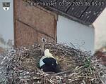 Capi_Dubne_20250503_060503.jpg