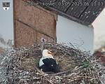 Capi_Dubne_20250503_061003.jpg