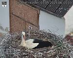 Capi_Dubne_20250503_061503.jpg