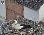 Capi_Dubne_20250503_062002.jpg