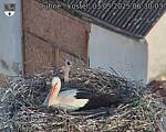 Capi_Dubne_20250503_063003.jpg