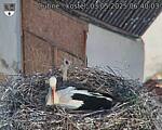 Capi_Dubne_20250503_064003.jpg
