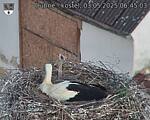 Capi_Dubne_20250503_064503.jpg