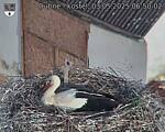 Capi_Dubne_20250503_065002.jpg