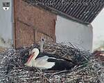 Capi_Dubne_20250503_065503.jpg