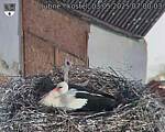 Capi_Dubne_20250503_070003.jpg