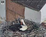 Capi_Dubne_20250503_070503.jpg