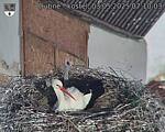 Capi_Dubne_20250503_071003.jpg