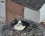 Capi_Dubne_20250503_072003.jpg
