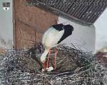 Capi_Dubne_20250503_073003.jpg