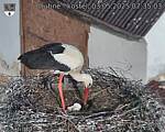Capi_Dubne_20250503_073503.jpg