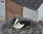 Capi_Dubne_20250503_074003.jpg