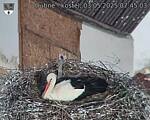 Capi_Dubne_20250503_074503.jpg