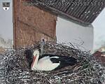 Capi_Dubne_20250503_075003.jpg
