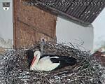 Capi_Dubne_20250503_075503.jpg