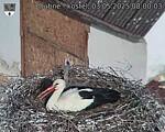 Capi_Dubne_20250503_080003.jpg