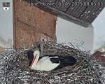 Capi_Dubne_20250503_080503.jpg