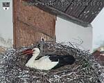 Capi_Dubne_20250503_081003.jpg