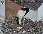 Capi_Dubne_20250503_081503.jpg