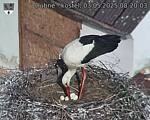 Capi_Dubne_20250503_082003.jpg