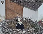 Capi_Dubne_20250503_082503.jpg