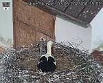 Capi_Dubne_20250503_083502.jpg