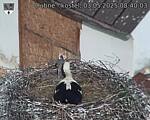 Capi_Dubne_20250503_084003.jpg