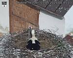 Capi_Dubne_20250503_084503.jpg