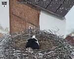 Capi_Dubne_20250503_085003.jpg