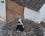Capi_Dubne_20250503_085503.jpg