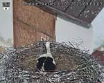 Capi_Dubne_20250503_090003.jpg