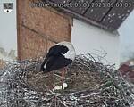 Capi_Dubne_20250503_090503.jpg