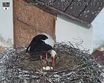 Capi_Dubne_20250503_091003.jpg