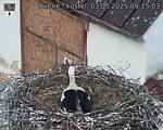 Capi_Dubne_20250503_091503.jpg