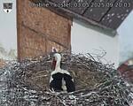 Capi_Dubne_20250503_092003.jpg