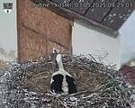 Capi_Dubne_20250503_092503.jpg