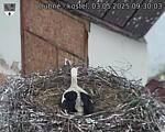 Capi_Dubne_20250503_093003.jpg