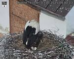 Capi_Dubne_20250503_094003.jpg