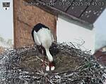 Capi_Dubne_20250503_094503.jpg